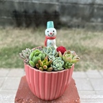 ★送料無料★♡そのまま飾れる♡陶器鉢♬クリスマス☆雪だるまの多肉植物寄せ植え╰(*´︶`*)╯♡