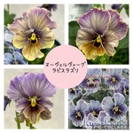 ヌーヴェルヴァーグ　ラピスラズリ♡パンジー ビオラ 寄せ植え