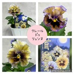 クレールドゥリュンヌ♡月明かりのような美しい花色のビオラです♡
