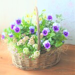 ❁フリルビオラとアリッサム　おしゃれなお花の寄せ植えバスケット　贈り物にも