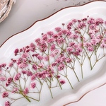★【押し花素材】かすみ草　くすみピンク　　pressed flowers