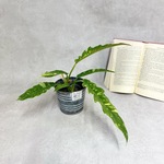 フィロデンドロ　リングオブファイヤ♡流通量の少ない希少な植物♡