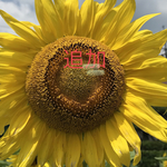ネーム追加