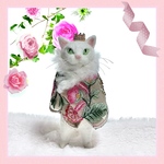 no.256 インドリボンのコートを着たプリンス猫さん