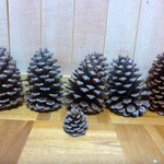 ダイオウマツ　松ぼっくり　特大5個