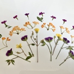 押し花＊ゲンノショウコ　他