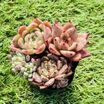 多肉　寄せ植えポット