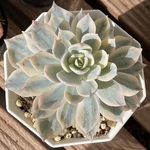 【㊱ 王妃雷神白中斑　アガベ 子株付】♡韓国苗♡多肉植物　発根済