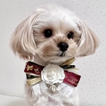 【犬服】クリスマス犬チョーカー　クリスマス犬リボン　キラキラ