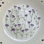 カスミソウ(押し花)