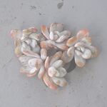 ラウイ　小さめ　1ヶ＊カット苗・韓国苗・多肉植物