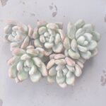 フレーベル　1ヶ＊カット苗・韓国苗・多肉植物