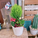 現品！たっぷり7種類【シクラメンジックス入りクリスマス寄せ植え】おしゃれガーデニング♡ホワイト系器
