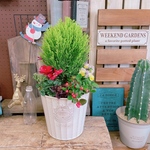 ラスト！現品！たっぷり7種類【シクラメンジックス入りクリスマス寄せ植え】おしゃれガーデニング♡ホワイト系器