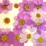 ♡new♡作家様必見♡ 可愛いコスモスお花がいっぱい♡ 押し花セット