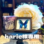 【harie様専用】蝶のミニチュア額縁
