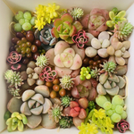 多肉植物　寄せ植えに♪ ちまちま寄せ　エケベリア　セダム　カット苗　詰め合わせセット