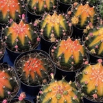 多肉植物　サボテン 虹牡丹錦 開花 美羽　強刺　大株  実生4-6cm １株入り