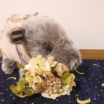 黒目ちゃん【ばく（ふこふこあくむのすがた）】