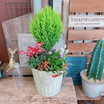 現品！たっぷり7種類【シクラメンジックス入りクリスマス寄せ植え】おしゃれガーデニング♡グリーン器