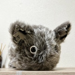 【だるん、グレー】気球柄の子