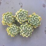 アンギキュラータhyb　1ヶ＊カット苗・韓国苗・多肉植物