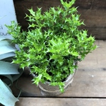 姫ヒイラギ♡魔除け木に♡観葉植物♡