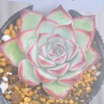 プリリンゼアナ＊多肉植物