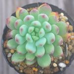 ブルーエルフ＊多肉植物