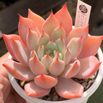 交配実生苗！★ピンクザラゴーサ×（メキシカンジャイアント×ざわわ） 多肉植物 エケベリア交配 自家受粉 実生