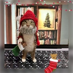 no.260 赤い帽子の猫さん