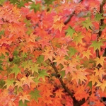 ⋆⸜ ⚘ ⸝⋆専用ページ⋆⸜ ⚘ ⸝⋆