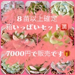 【多肉植物】箱いっぱいセット（８苗以上確定）