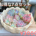 お買い得7点セット 韓国苗　多肉植物　寄せ植え
