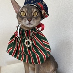 🎄クリスマス🎄セット　犬服　猫服