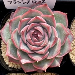 新品種　フランシスローズ　美苗　エケベリア カット苗　韓国苗　多肉植物