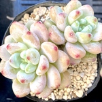 ラウル　カット苗　韓国苗　多肉植物