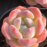 多肉植物　エケベリア　フルーツキャンディー　3.5cm  抜き苗　1株