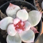 多肉植物　エケベリア　中心ジャム系　雪の天使　4cm  抜き苗　1株