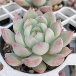 多肉植物　エンジェルリカ
