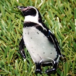 ペンギン★ブローチ