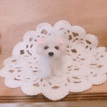 小さなマルチーズちゃん
