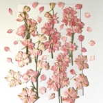 ラークスパーの押し花　ピンク色