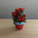 ポインセチア　Xmas tree 🎄