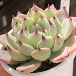人気レア品種！★コロラータタパルパ×ざわわ 多肉植物 自家栽培 国産