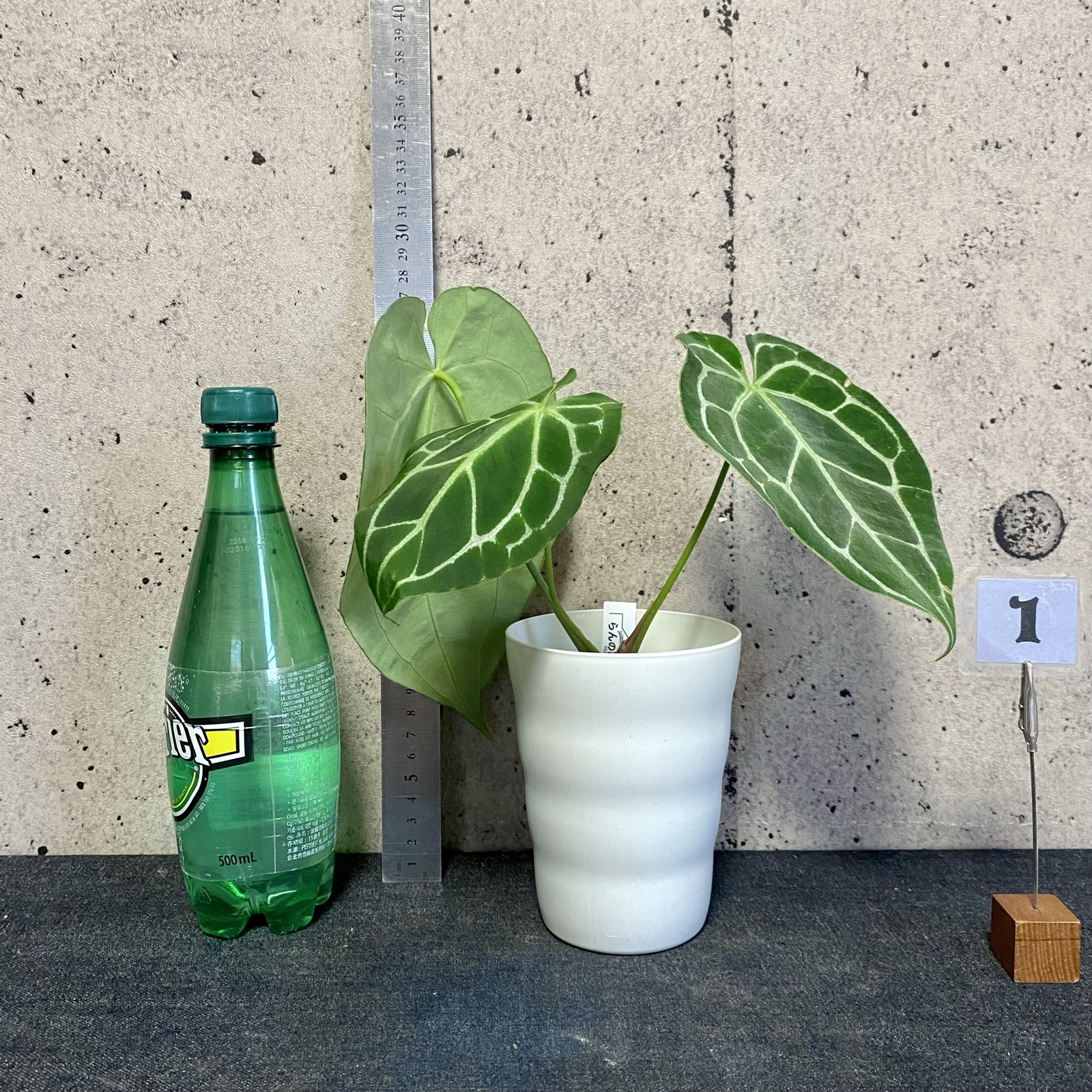 レアです！アンスリウム『クリスタリナム “サウスアメリカ