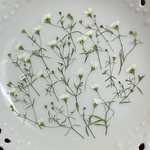 カスミソウ白(押し花)