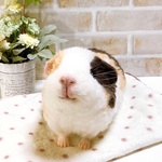 21cm 白×こげ茶×クリーム *モルモットさん* (羊毛フェルト) 