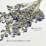 🔹ハイブリッド  スターチス　　＊ 押し花