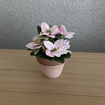 ポインセチア　ピンク　花鉢